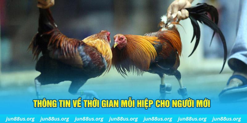 Đá Gà Cựa Sắt - Khám Phá Những Trận Tranh Tài Kịch Tính 7 Thông tin về thời gian mỗi hiệp cho người mới