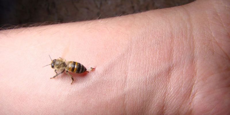 Mơ Bị Ong Đốt – Giải Mã Điềm Báo Vận Hạn Cùng Jun88 4 Tìm hiểu hiện tượng mơ bị ong đốt dưới góc nhìn khoa học