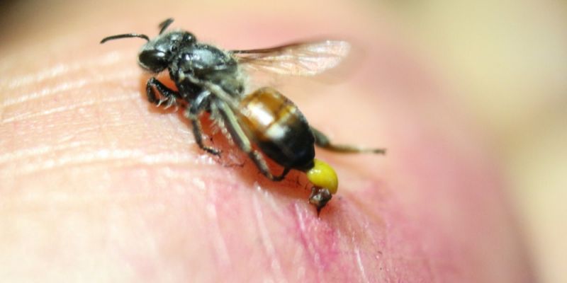 Mơ Bị Ong Đốt – Giải Mã Điềm Báo Vận Hạn Cùng Jun88