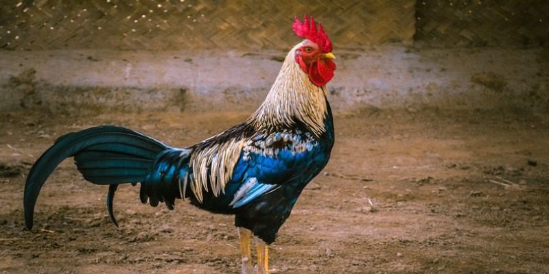 Mơ Thấy Gà Trống Báo Hiệu Cơ Hội, Vận May Và Bí Ẩn Sắp Tới