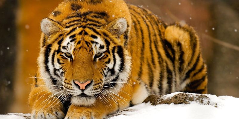 Con số ẩn chứa trong mơ thấy hổ vàng tiết lộ vận may sắp tới.