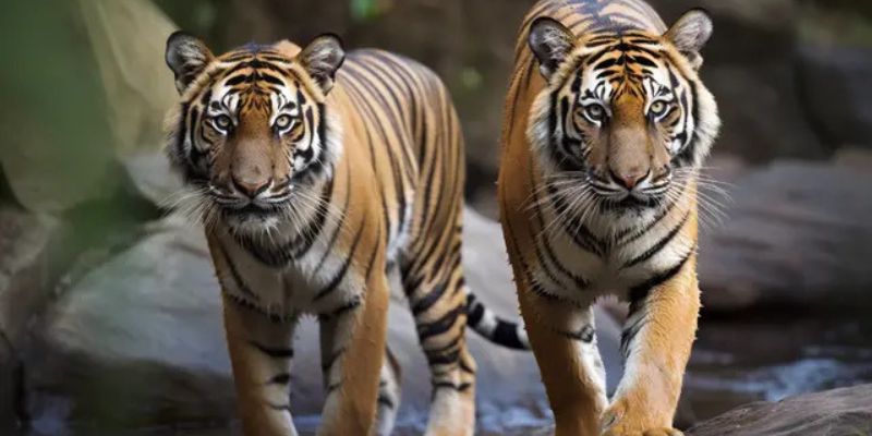 Mơ Thấy Hổ Vàng – Giải Mã Vận Cát, Tài Lộc Cùng Jun88