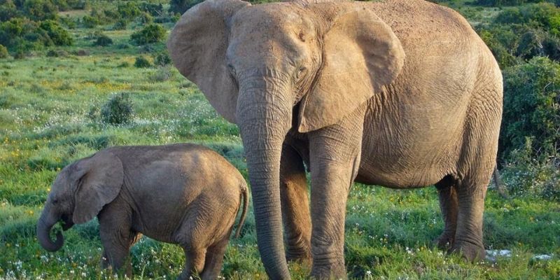 Mơ Thấy Voi – Giải Mã Điềm Lành Và Con Số May Mắn Jun88 5 Hình tượng voi tượng trưng cho tài lộc bền vững và vượng khí.