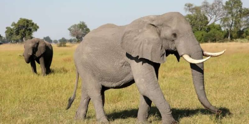 Mơ Thấy Voi – Giải Mã Điềm Lành Và Con Số May Mắn Jun88 6 Mỗi giấc mơ voi đều ẩn chứa con số may mắn khác nhau.