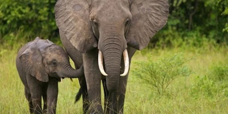 Mơ Thấy Voi – Giải Mã Điềm Lành Và Con Số May Mắn Jun88 4 Giấc mơ thấy voi mang nhiều tầng ý nghĩa may mắn.