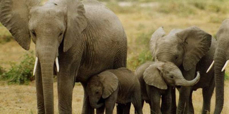 Mơ Thấy Voi – Giải Mã Điềm Lành Và Con Số May Mắn Jun88